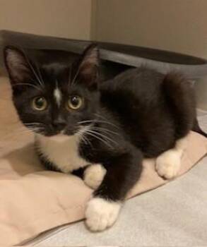 Rescue Domestic Short Hair Cats for Adoption in Mason City, Iowa - Julep | PetCurious