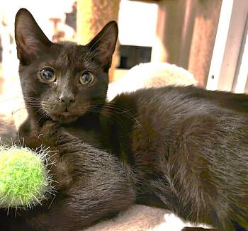 Gusty -  Domestic Short Hair Cat for Adoption in Fort Myers, Florida - Gusty | PetCurious