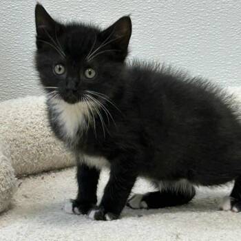 Bean -  Domestic Short Hair Cat Available for Adoption in Shinnston, West Virginia - Bean | PetCurious