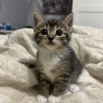 Mojito -  Domestic Medium Hair Cat for Adoption in Wakefield, Quebec - Mojito | PetCurious