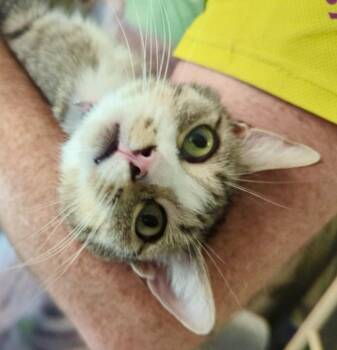 Coralee -  Domestic Short Hair Cat for Adoption in Rice Lake, Wisconsin - Coralee | PetCurious