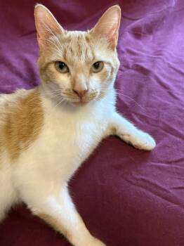 Matthew -  Domestic Short Hair Cat Available for Adoption in Reston, Virginia - Matthew | PetCurious
