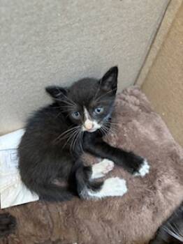 Rescue Domestic Short Hair Cats for Adoption in Honolulu, Hawaii - Papaya | PetCurious