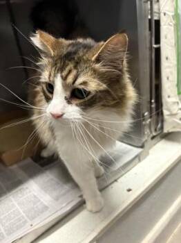 Sweetie Pie -  Domestic Medium Hair and Domestic Short Hair Cat Available for Adoption in Morristown, New Jersey - Sweetie Pie | PetCurious