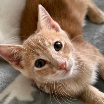 Splash -  Domestic Short Hair Cat for Adoption in North Port, Florida - Splash | PetCurious