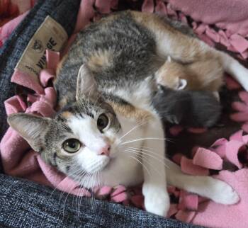 Calico Cats Available for Adoption - Margo | PetCurious