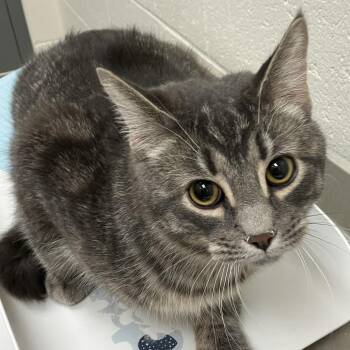 Domestic Short Hair Cats Available for Adoption - Vincent - Chow Hound Northland | PetCurious