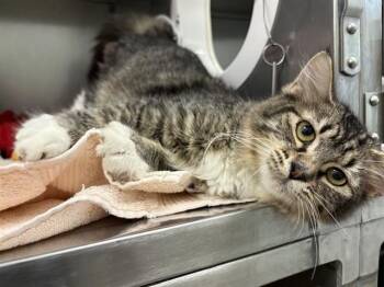 MARS -  Domestic Long Hair Cat for Adoption in Minneapolis, Minnesota - MARS | PetCurious