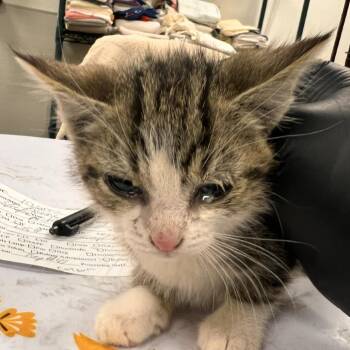 Amigo -  Domestic Short Hair Cat for Adoption in Las Cruces, New Mexico - Amigo | PetCurious