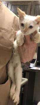 A429847 -  Domestic Short Hair Cat for Adoption in Conroe, Texas - A429847 | PetCurious
