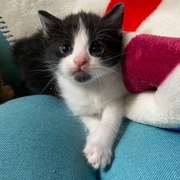 Rescue Domestic Short Hair Cats for Adoption in Columbus, Ohio - Sage | PetCurious