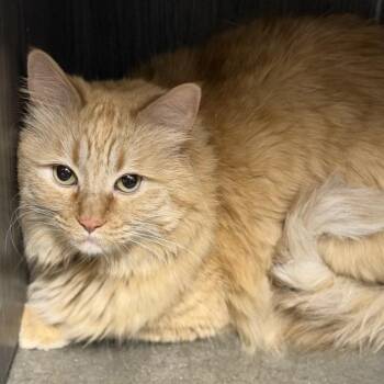 Maine Coon Cats Available for Adoption - Loki | PetCurious