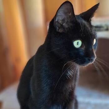 Maya Lin -  Domestic Short Hair Cat for Adoption in Fair Haven, Vermont - Maya Lin | PetCurious