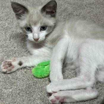 Harvey -  Snowshoe Cat for Adoption in North Port, Florida - Harvey | PetCurious