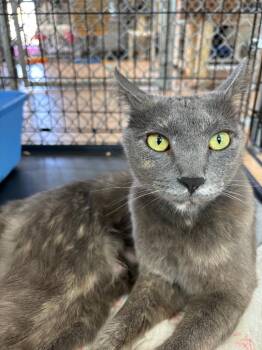 Mama Smoke -  Domestic Short Hair Cat Available for Adoption in Youngtown, Arizona - Mama Smoke | PetCurious