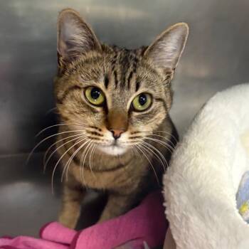 Domestic Short Hair Cats Available for Adoption - Ms. Tubbs | PetCurious