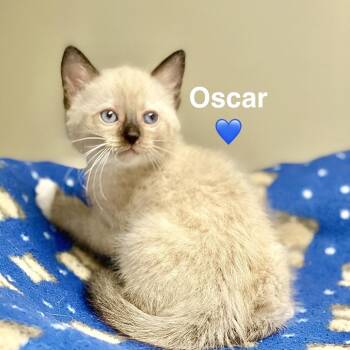 Oscar -  Siamese and Domestic Medium Hair Cat for Adoption in Peachtree City, Georgia - Oscar | PetCurious