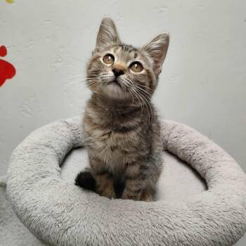 Rescue Domestic Short Hair Cats for Adoption in Las Cruces, New Mexico - Sheeba | PetCurious