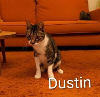 Dustin -  Domestic Short Hair Cat for Adoption in Jim Thorpe, Pennsylvania - Dustin | PetCurious