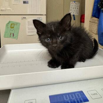 Domestic Short Hair Cats Available for Adoption in Pekin, Illinois - Gloria Jeans | PetCurious