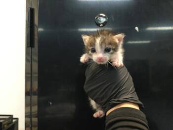 A1935495 -  Domestic Short Hair Cat for Adoption in Thousand Palms, California - A1935495 | PetCurious