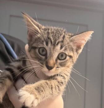 Crunch -  Domestic Short Hair Cat for Adoption in Golden, Colorado - Crunch | PetCurious
