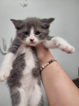Domestic Short Hair Cats Available for Adoption in Republic, Missouri - Rascal | PetCurious