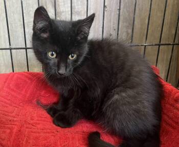 Domestic Short Hair Cats Available for Adoption in Stuart, Virginia - Errol | PetCurious