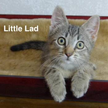 Little Lad -  Domestic Short Hair Cat for Adoption in Wichita, Kansas - Little Lad | PetCurious