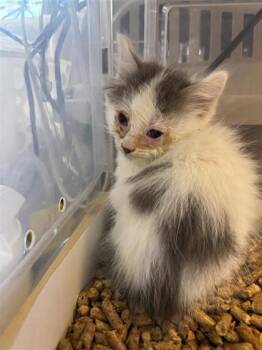 Domestic Medium Hair Cats Available for Adoption in El Paso, Texas - White Wrapper* | PetCurious