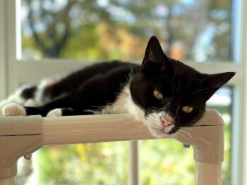 Rescue Domestic Medium Hair Cats for Adoption in New Kensington, Pennsylvania - Dobby | PetCurious