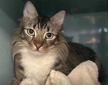 Domestic Short Hair Cats Available for Adoption in Santa Cruz, California - CHUNCO | PetCurious