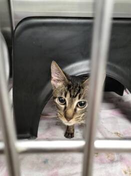 Domestic Medium Hair Cats Available for Adoption in Dallas, Texas - MATCHA | PetCurious