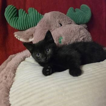 SANDERSON -  Domestic Short Hair Cat for Adoption in Graham, Washington - SANDERSON | PetCurious