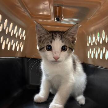 Fernando -  American Shorthair Cat for Adoption in Birmingham, Alabama - Fernando | PetCurious