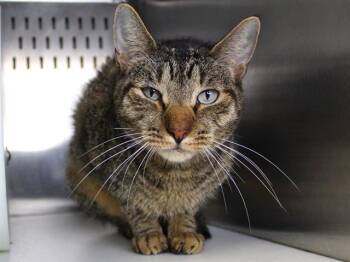 NADIA -  Domestic Short Hair Cat for Adoption in Tallahassee, Florida - NADIA | PetCurious