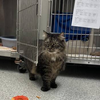 Pansy -  Domestic Long Hair Cat for Adoption in Enfield, New Hampshire - Pansy | PetCurious
