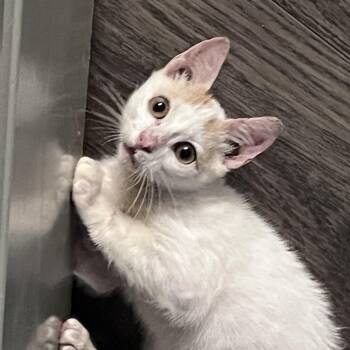 Manicotti -  Domestic Short Hair Cat for Adoption in Liverpool, Texas - Manicotti | PetCurious