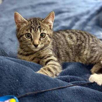 Rescue Domestic Short Hair Cats for Adoption in Chino Hills, California - Aki C000-645 - Costa Mesa Location | PetCurious