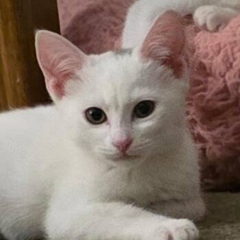 Waffles -  Domestic Short Hair Cat for Adoption in Lakewood, California - Waffles | PetCurious