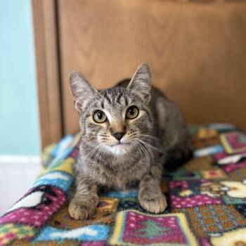 Domestic Short Hair Cats Available for Adoption - Nanette | PetCurious