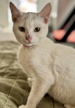 Rescue Domestic Short Hair Cats for Adoption in Fort Worth, Texas - Evangelina (pre Adopt) | PetCurious
