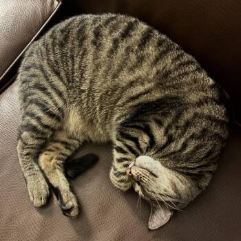 Domestic Short Hair Cats Available for Adoption in Medina, Ohio - Buster | PetCurious