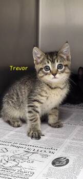 Trevor -  Domestic Short Hair Cat for Adoption in Marion, Mississippi - Trevor | PetCurious