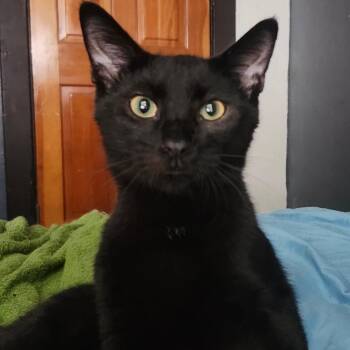 Darth Vader -  Domestic Short Hair Cat for Adoption in Lakewood, California - Darth Vader | PetCurious