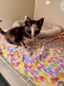 Maple -  Domestic Short Hair Cat Available for Adoption in Clinton, South Carolina - Maple | PetCurious