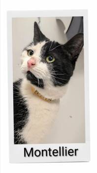 Montellier -  Domestic Short Hair Cat for Adoption in Caistor Centre, Ontario - Montellier | PetCurious