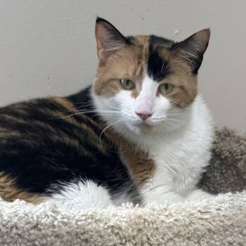 Domestic Short Hair Cats Available for Adoption in Toledo, Ohio - Sweetie  | PetCurious