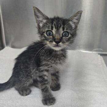 Webster -  Domestic Short Hair Cat for Adoption in Lake Panasoffkee, Florida - Webster | PetCurious