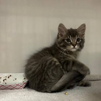 Mike -  Domestic Short Hair Cat for Adoption in Redwood City, California - Mike | PetCurious